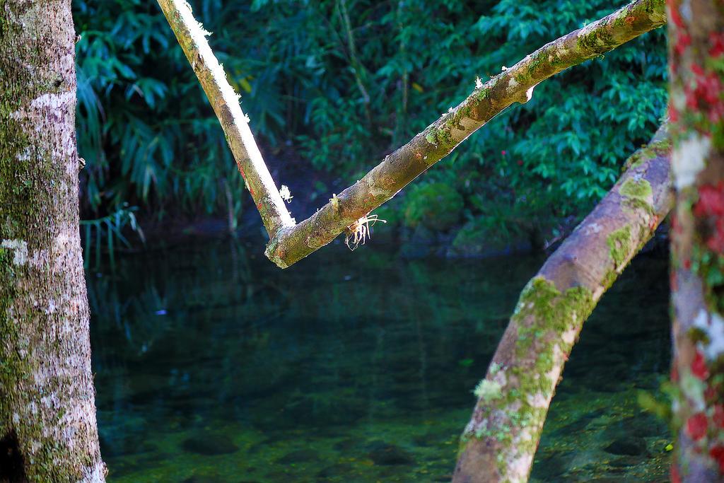 Refugio Ecologico Amadamata Hotel Nova Friburgo Bagian luar foto